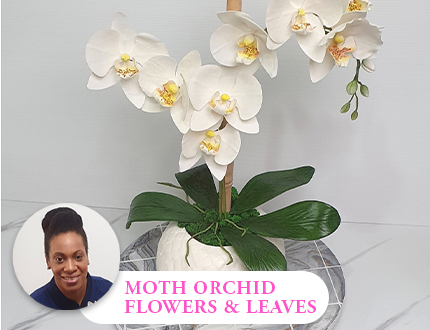 Moth Orchid flowers & leaves