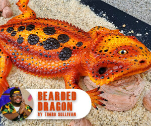 Bearded dragon feature