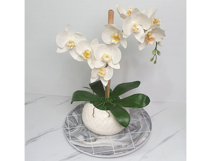 Moth orchid flower leaves full