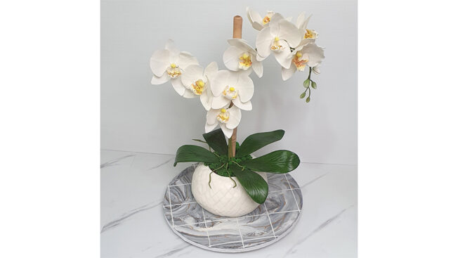 Moth orchid flower leaves full