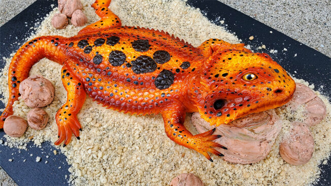 Bearded dragon main