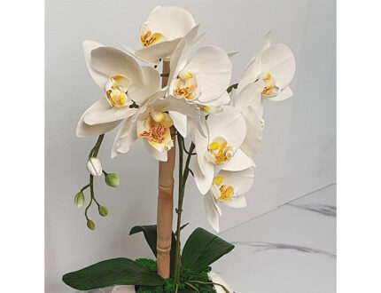 Moth orchid flowers