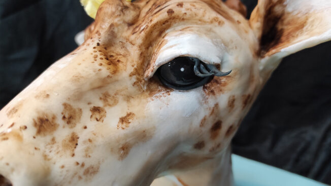 Baby Giraffe eye