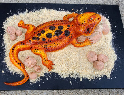 Bearded dragon top