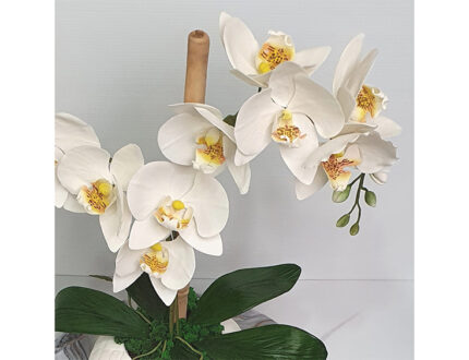 Moth orchid flower leavesclose up