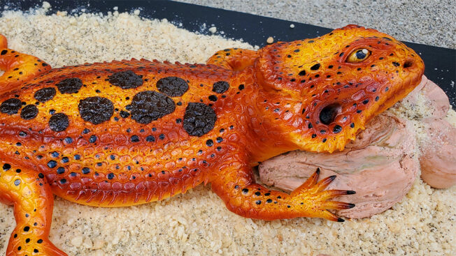 Bearded dragon close 1