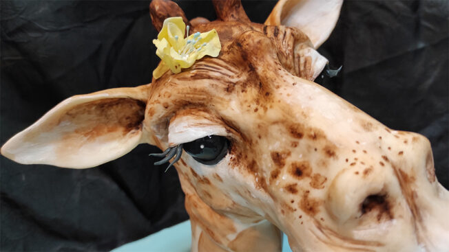 Baby Giraffe side