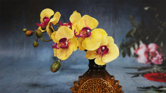 Moth orchid full
