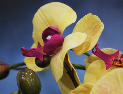 Moth orchid petals close 2