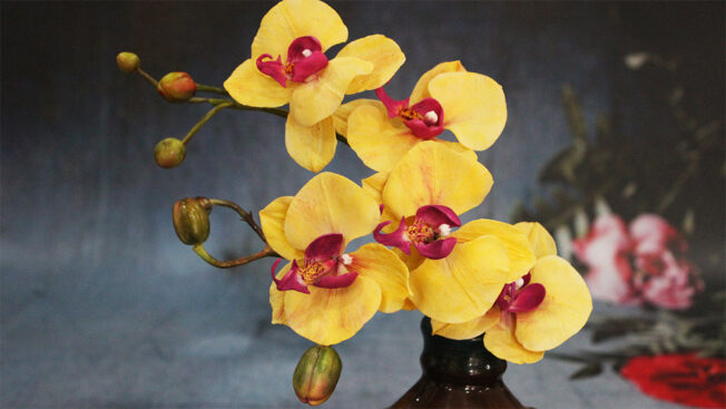 Moth orchid full 2