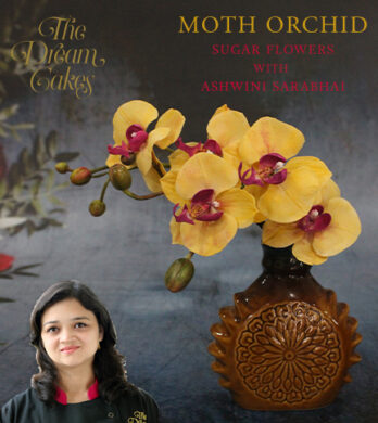Moth Orchid Archive