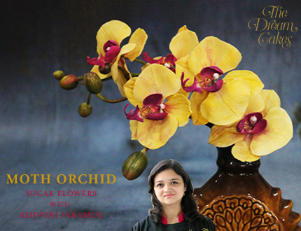 Moth Orchid Feature