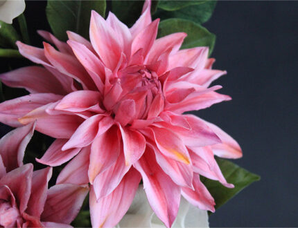 Dahlia Flower Close up