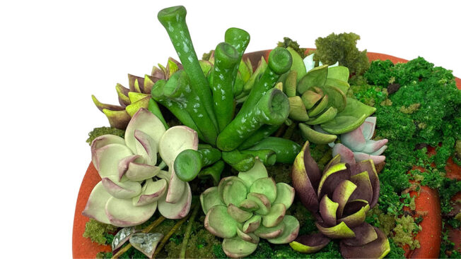 Terracotta garden plants