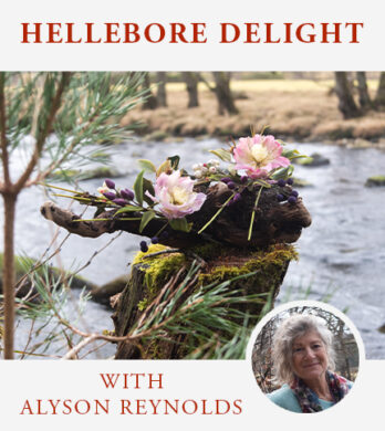 Hellebore Flowers Archive