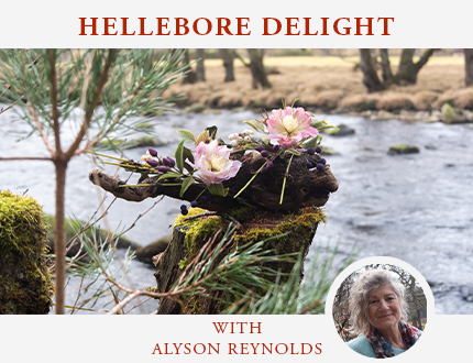 Hellebore Delight Feature