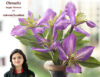 Clematis Sugar Flower Tutorial