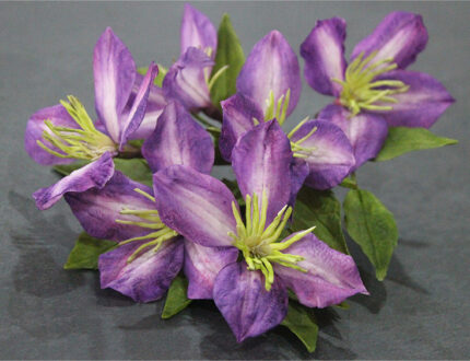Clematis gallery 1