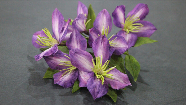Clematis gallery 1