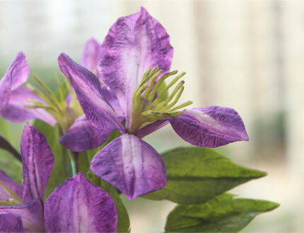 Clematis gallery 2