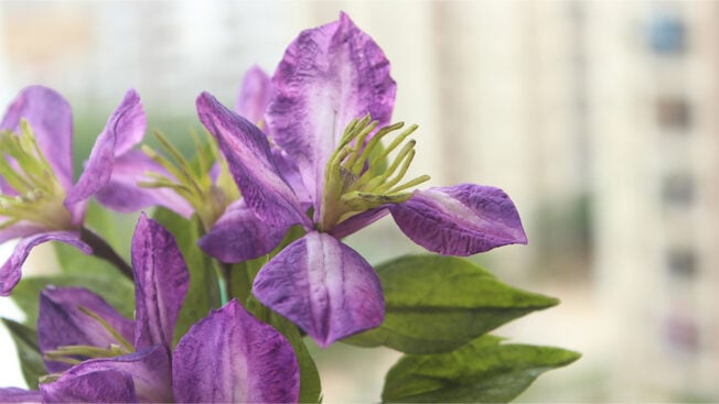 Clematis gallery 2