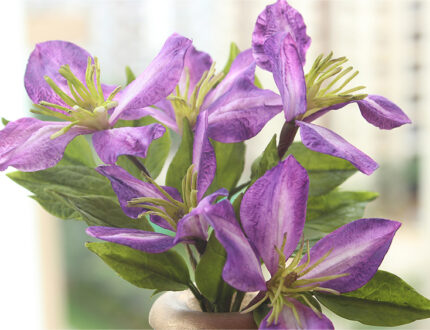 Clematis gallery 3