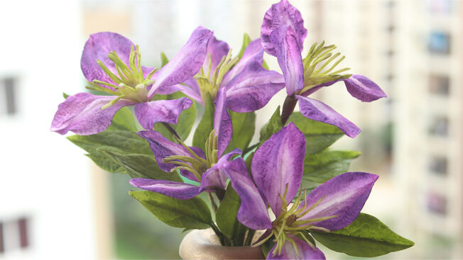 Clematis gallery 3