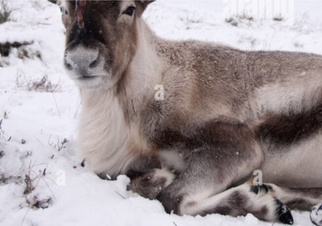 Reindeer neck