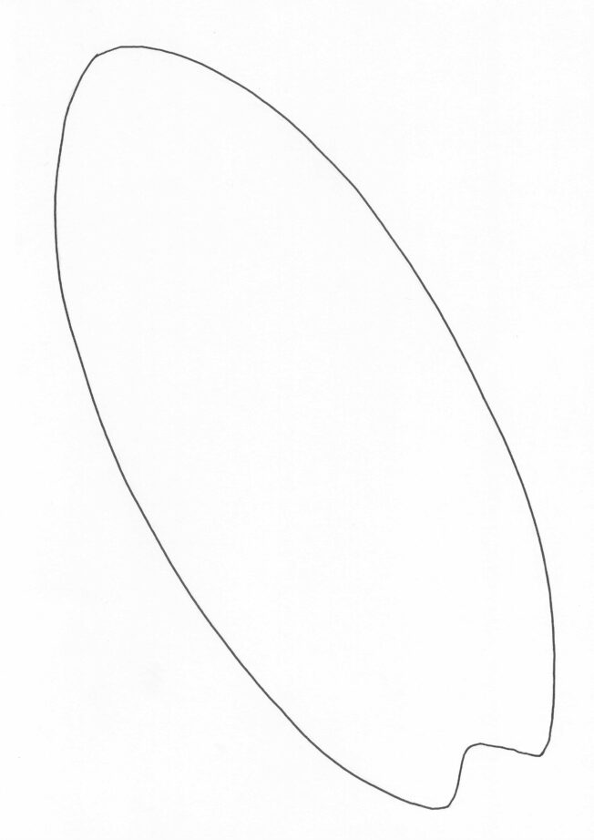 bODY tEMPLATE