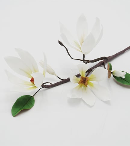 Sweet Magnolia Branch