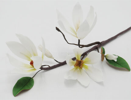 Magnolia branch main