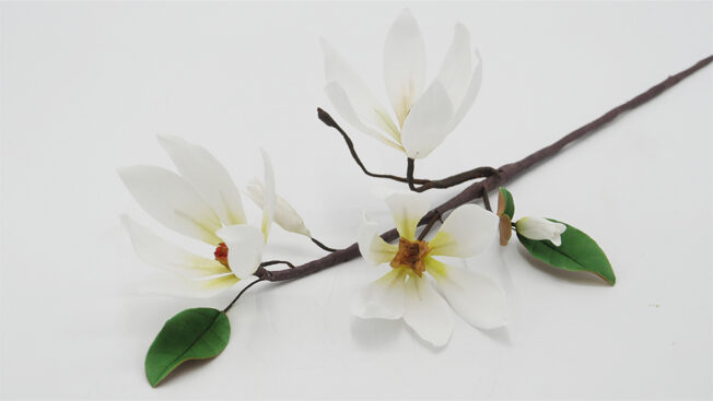 Magnolia branch main