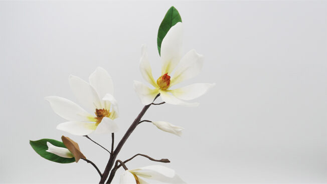Magnolia branch close 2