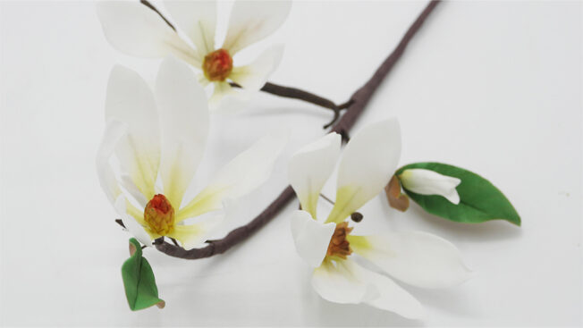 Magnolia branch close 3
