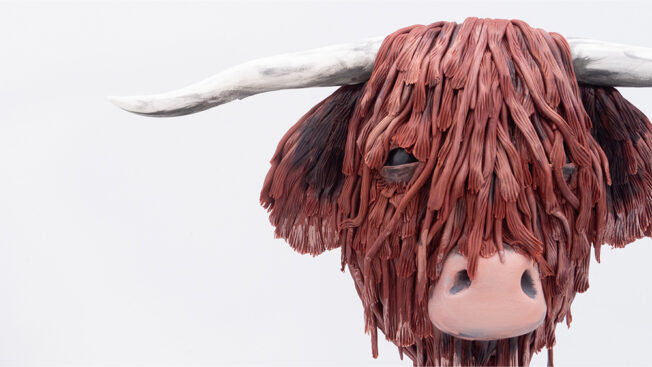 Highland Cow