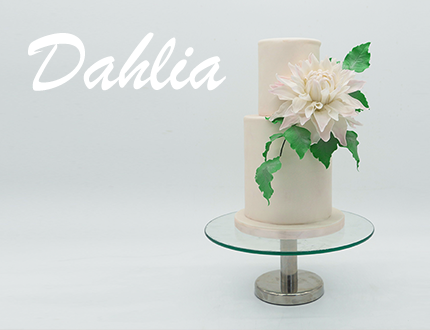 Dahlia