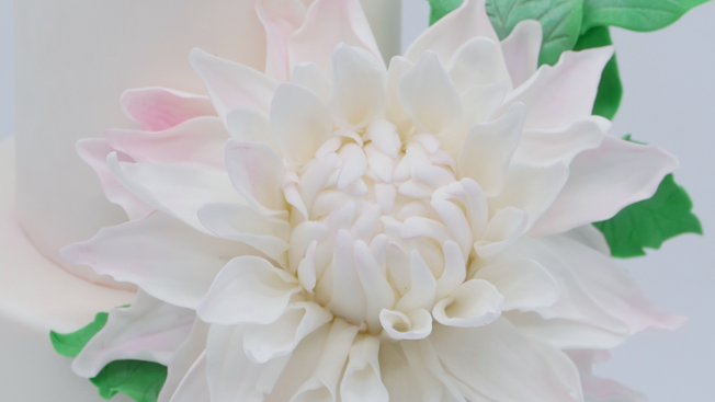 Dahlia flower