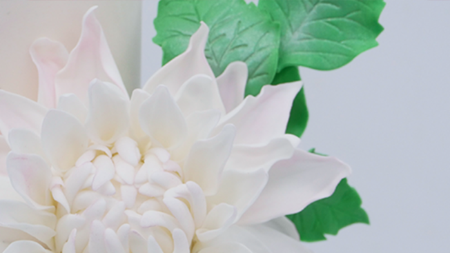 Dahlia flower