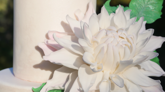 Dahlia flower
