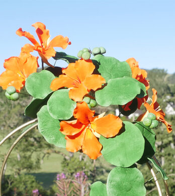 Nasturtiums