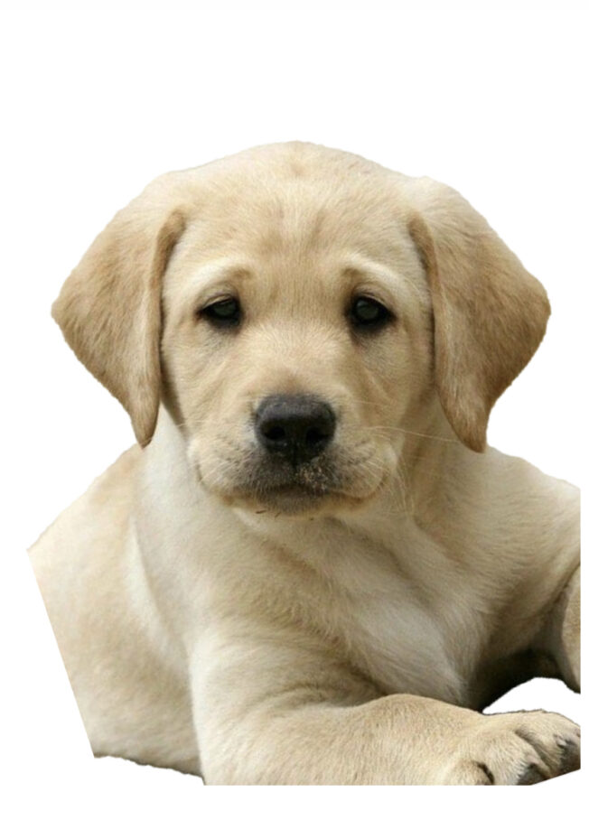 Military Dog Inspirational Template - Front