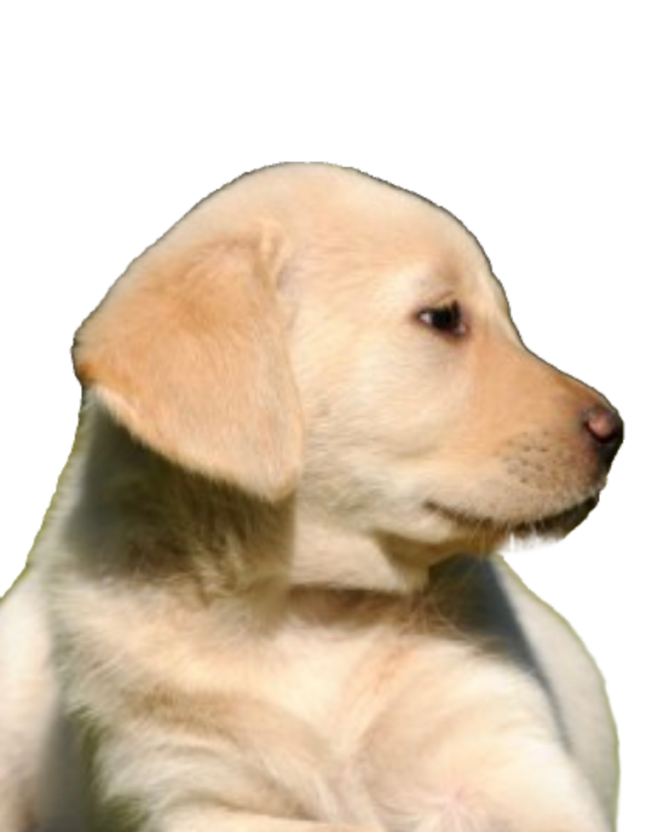 Dog bust puppy