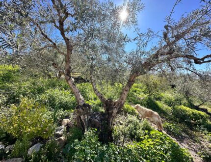 Olive Tree from Paul's Garden