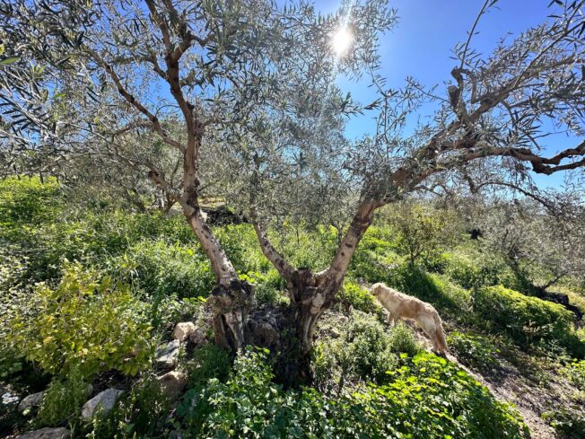 Olive Tree from Paul's Garden