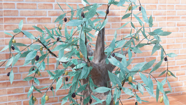 Olive tree