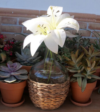 4 Different types of Wafer Paper Lilies