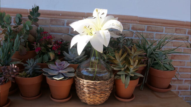 4 Different types of Wafer Paper Lilies