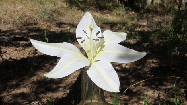 4 Different types of Wafer Paper Lilies