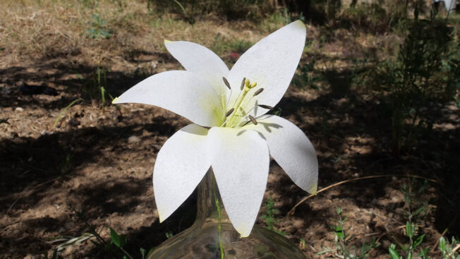 4 Different types of Wafer Paper Lilies