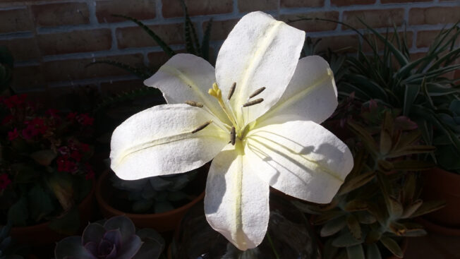 4 Different types of Wafer Paper Lilies
